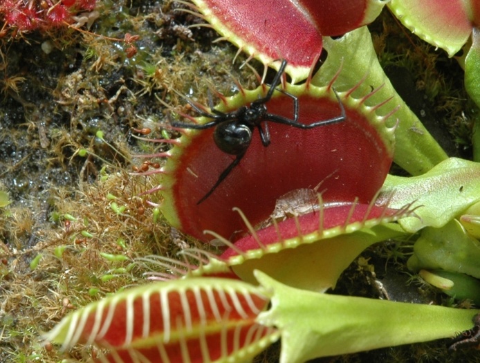 Carnivorous Plants Information