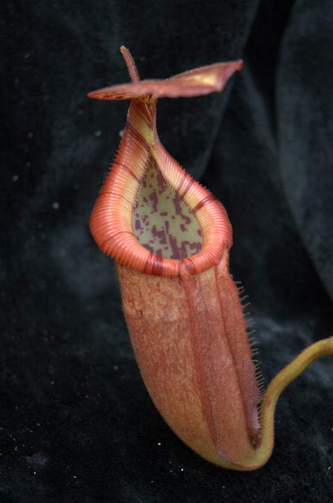2007-6-21_Nepenthes%20070.jpg
