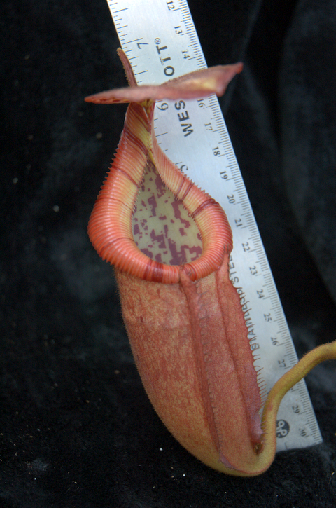 2007-6-21_Nepenthes%20071.jpg