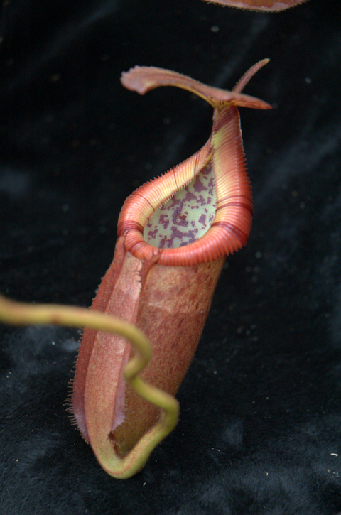 2007-6-21_Nepenthes%20086.jpg