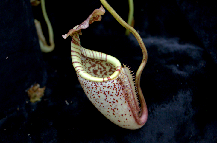 2007-6-21_Nepenthes%20094.jpg