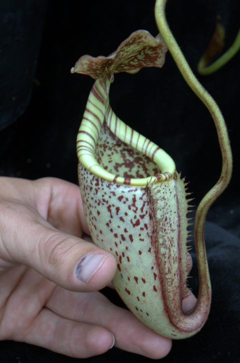2007-6-21_Nepenthes%20138.jpg