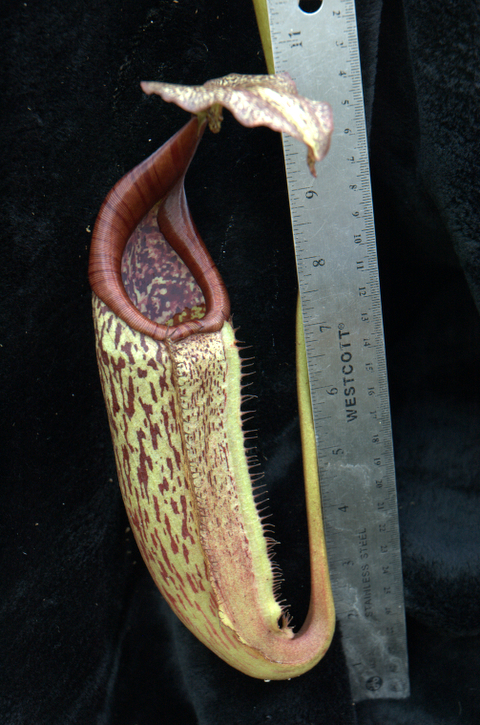2007-6-21_Nepenthes%20228.jpg