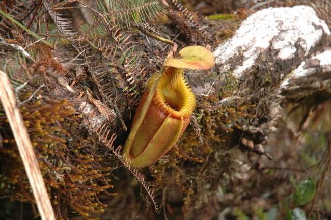 Nepenthes_villosa%20(1).JPG