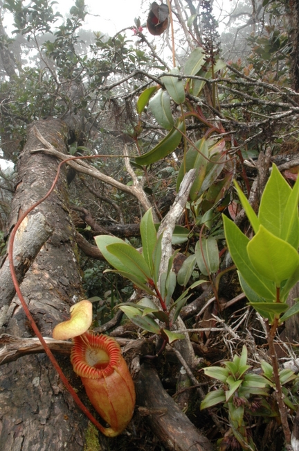 Nepenthes_villosa%20(12).JPG