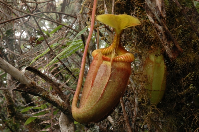 Nepenthes_villosa%20(16).JPG