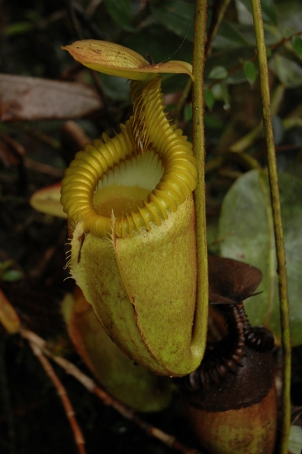 Nepenthes_villosa%20(19).JPG