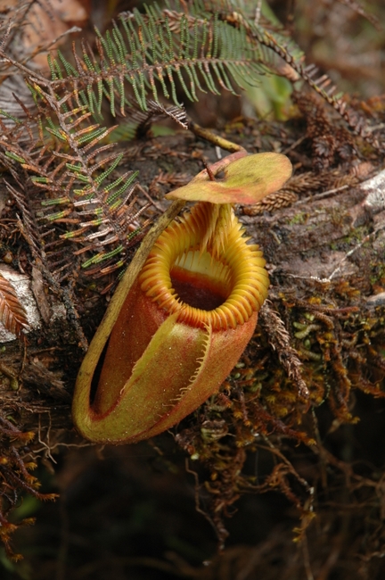 Nepenthes_villosa%20(2).JPG