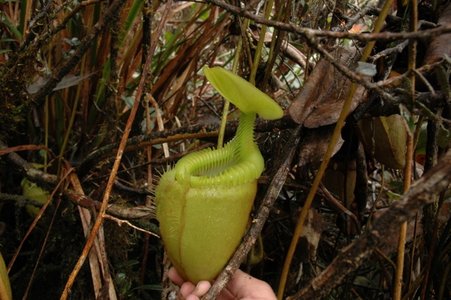 Nepenthes_villosa%20(21).JPG