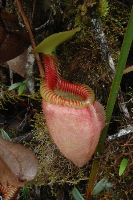 Nepenthes_villosa%20(6).JPG