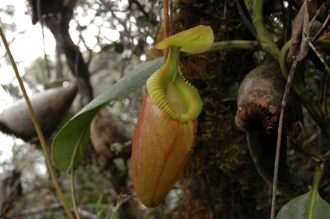 Nepenthes_villosa%20(8).JPG