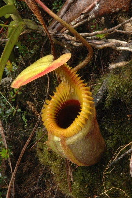 Nepenthes_villosa.JPG