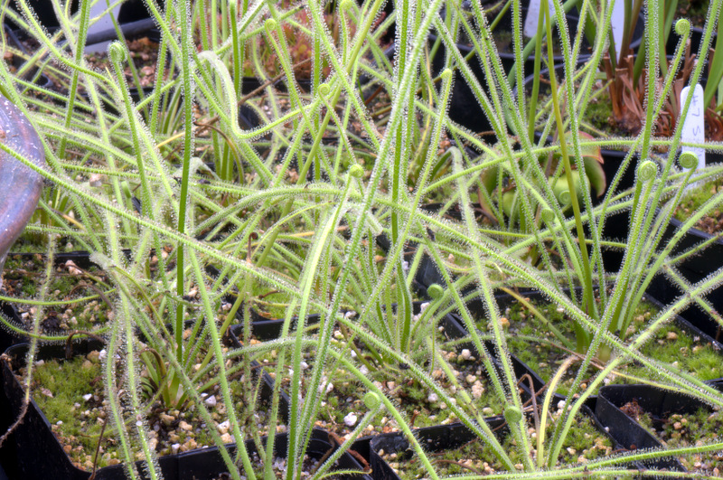 Sundew - Drosera filiformis var. tracyi Ocean Springs MS DWDF0006 Sundew - Drosera filiformis var. tracyi Ocean Springs MS DWDF0006