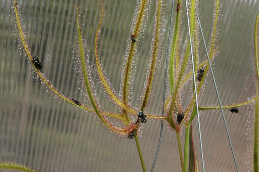 Sundew - Drosera dichotoma Giant Large Plant PDDD0007 Sundew - Drosera dichotoma Giant Large Plant PDDD0007