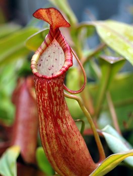 http://coloradocarnivorousplantsociety.com/Plants-For-Sale/images/P/Nepenthes%20petiolata%20MBNP0014.jpg
