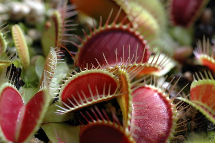 Venus Flytrap - Dionaea muscipula Clumping Cultivar Venus Flytrap - Dionaea muscipula Clumping Cultivar