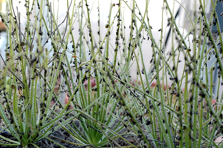 Drosophyllum lusitanicum - Plantas Carnívoras