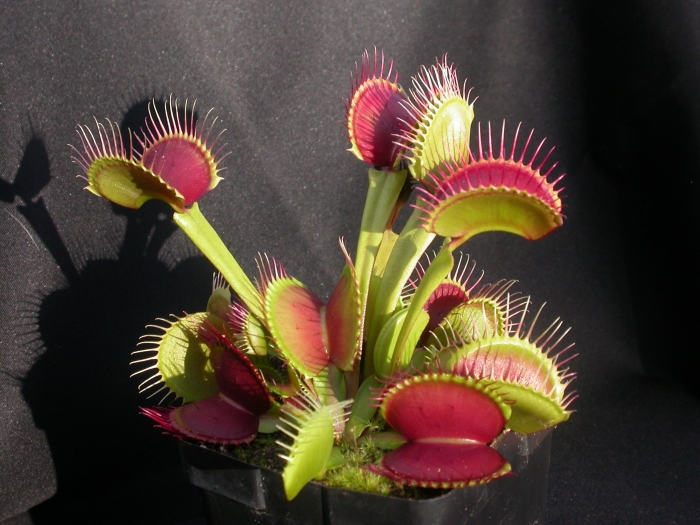 Venus Flytrap - Dionaea muscipula B52